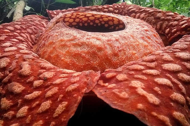 Самый большой в мире цветок найден на Суматре