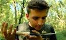 Охота на трюфели в Хорватии — как устроить это приключение