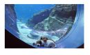 Щенки из приюта гуляют в опустевшем океанариуме -видео