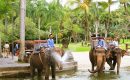 Слоновья ферма – балийская версия