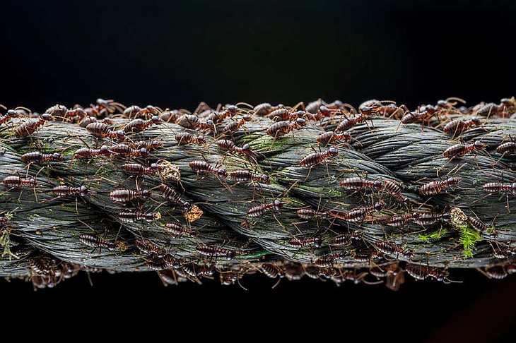 фото живой природы - термиты
